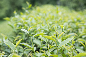 tea plantation. fresh green and white tea leaves. agriculture, farm, rural