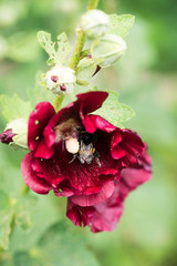 Photo: Georgina Chirbatdji