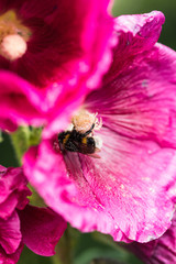 Hummel an Stockrose