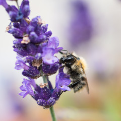 Biene an Lavendel im Close-Up