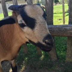 Petit chèvre Zoo Veszprém 