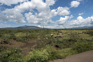Landscape with herds of cattle in central Kenya