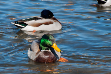 Obraz premium duck on the lake