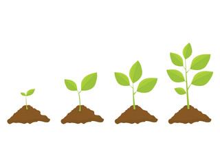 Plants Growing In The Ground