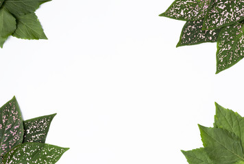 Beautiful fresh green leaf frame design idea with space on white background, natural concept frame