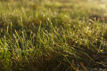 Dew on the grass in backlight