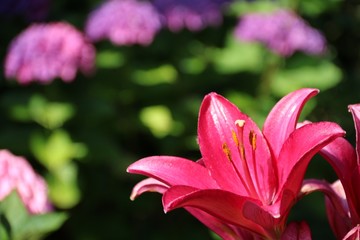 Blüte einer pinken Lilie vor Hortensienblüten