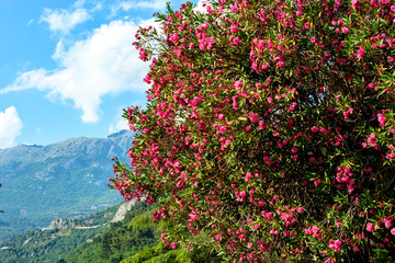 Blooming oleander red in the background of mountains