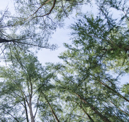lower angle shot, under the trunk of sea oak tree (Casuarina equisetifolia) park