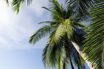 Fototapeta na wymiar look up view of the coconut tree to reveal the beautiful blue sky background and coconut tree leaves