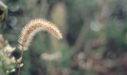 Selective focus summer meadow in warm tones