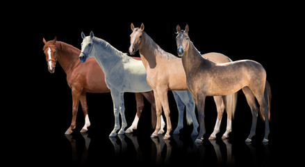 Fototapeta na wymiar White, red palomino and backskins horses stay isolated of the black background