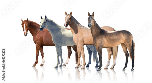 White, Red Palomino And Backskins Horses Stay Isolated Of The White  Background Wall Mural-ashva