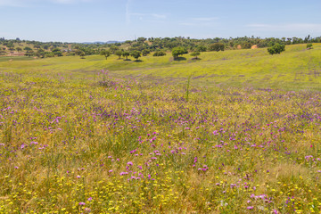 Flowers field in Vale Seco, Santiago do Cacem