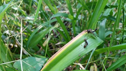 ヤマトシリアゲ 捕食 scorpion fly