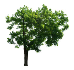 Obraz premium tree of Isolated on white background 