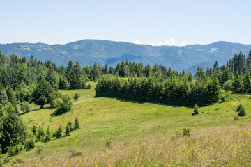 Tara Mountain Panoramic View with Blue Sky and Pine Forest