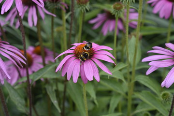 Fototapeta premium Bee