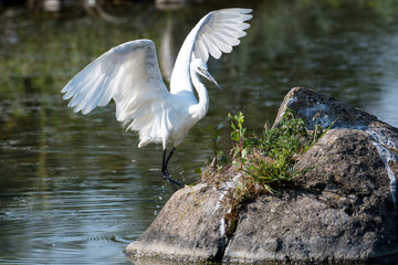 Little egret