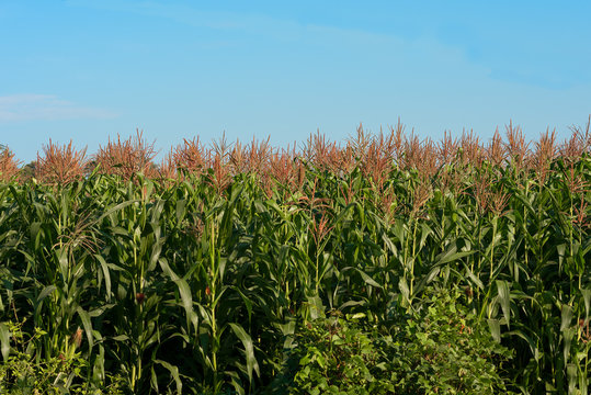 Feild Of Young Corn Maze Plants.