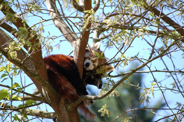 Panda Roux dans son arbre