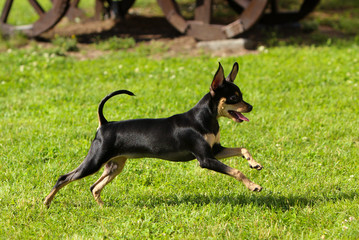 An active little dog runs along the green grass. A beautiful black and tan puppy jumps in the summer on the street. Smooth-haired Russian toy