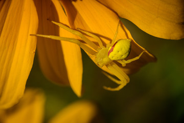 Peril Among the Petals