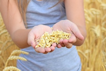 Child girl holding rye grains in open palms in field. Symbol of life, peace, growth