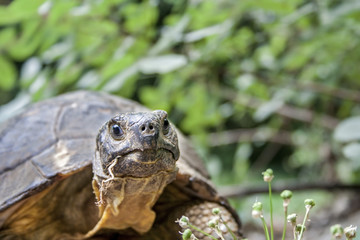 Close up of a Hermann's tortoise head on isolated green background 