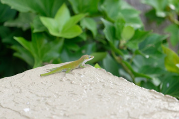Carolina anole with regenerating tail