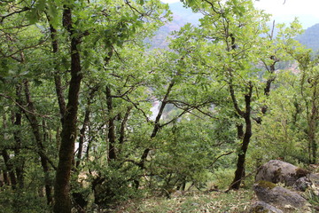 Forêt en montagne