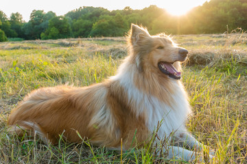 Collie dog on green field at sunlight