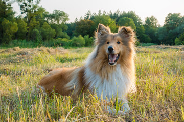 Collie dog looking on green field at sunlight