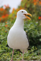 Westmöwe (Larus occidentalis) in Kalifornien. USA