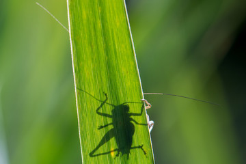 Grasshopper