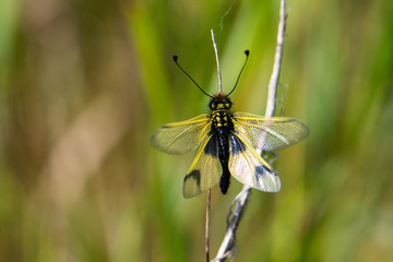 Owly sulphur