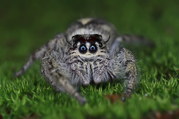 jumping spider on green mossy