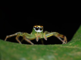 Macro image of a green jumping spider on green leaf