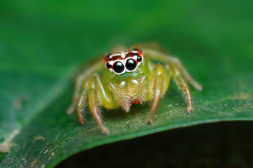 Macro image of a green jumping spider on green leaf