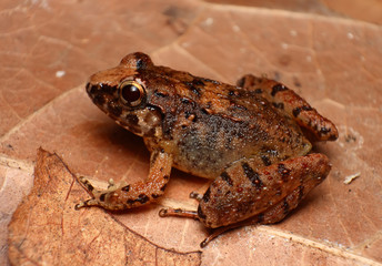 Macro image of a female Rhinoceros frog on leaf litter