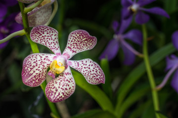 Purple orchid flowers