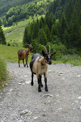 ziegen auf einem wanderweg in kleinwalsertal
