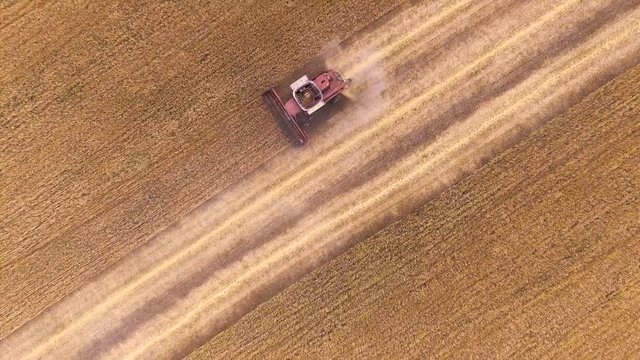Aerial view Combine Harvester gathers the wheat 4K. Beautiful natural aerial landscape. Top view