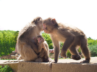 Naklejka premium 猿 