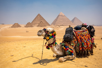 The Great pyramid with camel - obrazy, fototapety, plakaty