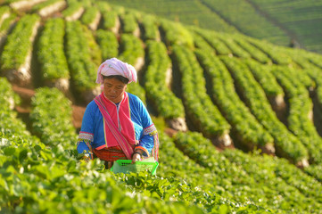 Angkran green tea and strawberry farm,Strawberry farm, Chiang Mai,Thailand