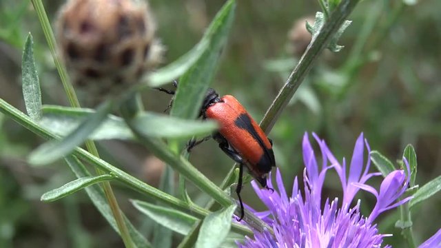 Lepture porte-coeur.