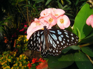 papillon en Thailande