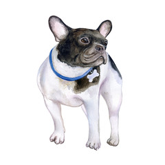 Dog French bulldog black and white. Illustration. Watercolor.