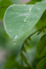 Drops on the leaves